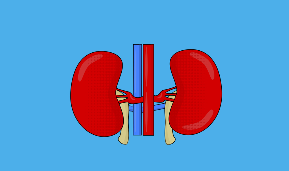 graphic of some kidneys