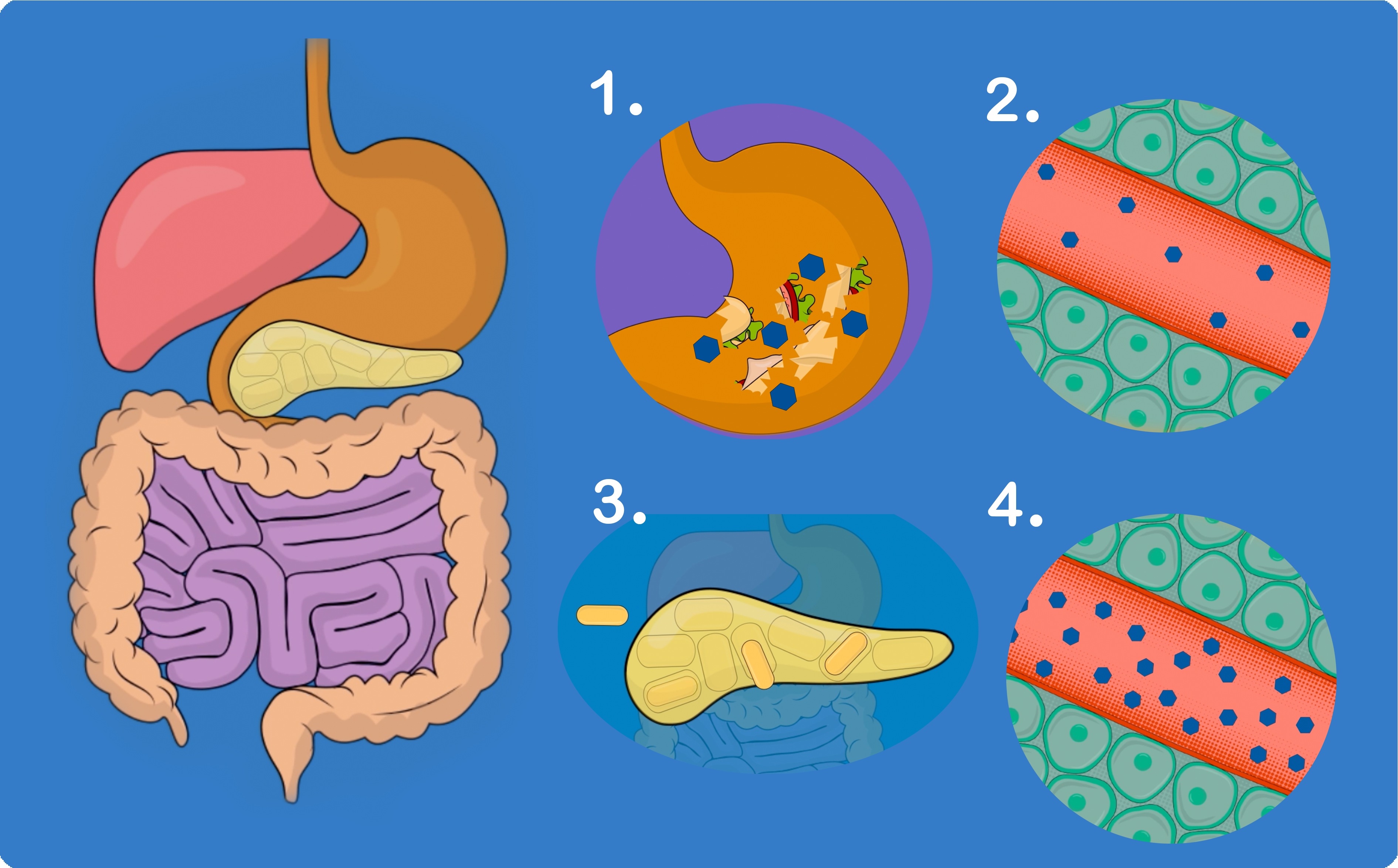 A digestive system then 4 numbered visuals to complement description in text.